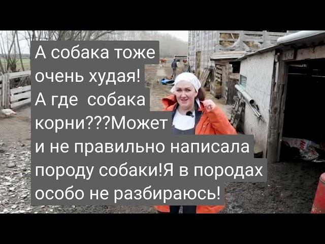 /Деревенский дневник очень многодетной мамы/Очередное пополнение  в семействе побирухи!