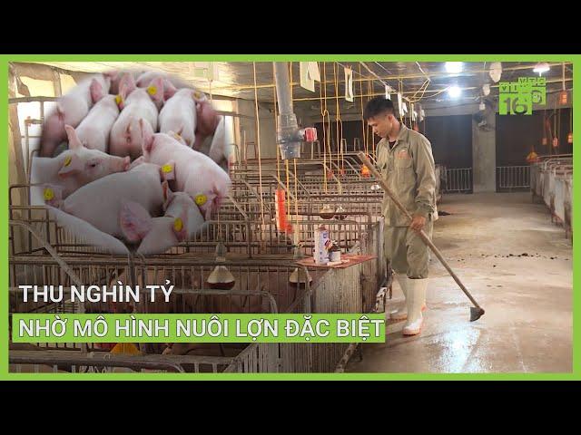 Thu nghìn tỷ nhờ mô hình nuôi lợn đặc biệt | VTC16