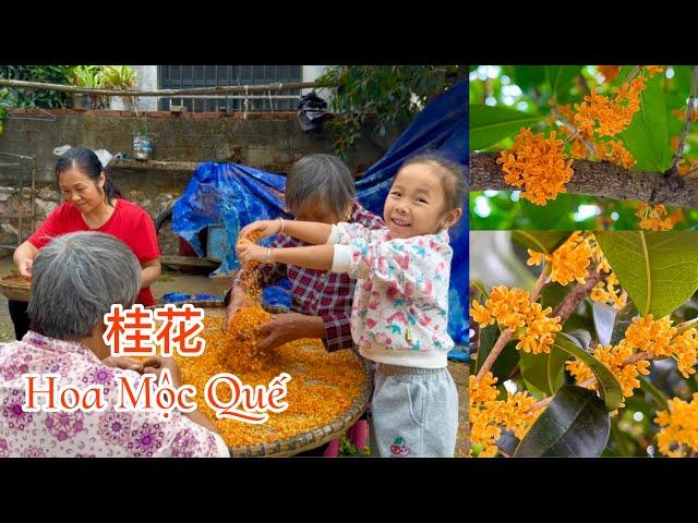 [704]Mỗi Dịp Cuối Năm Hoa Mộc Quế Nở Rộ,Thơm Ngát 1 Vùng Quê.