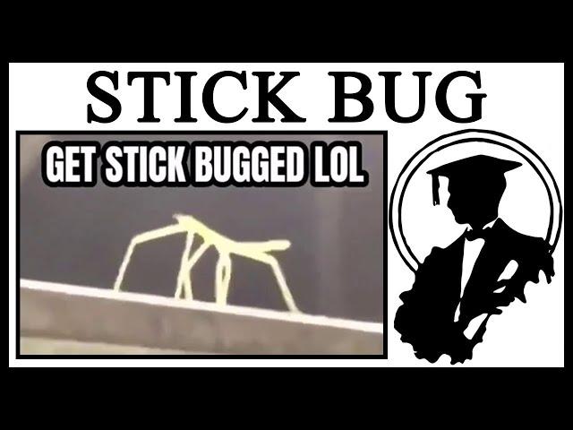 How "Get Stick Bugged Lol" Began