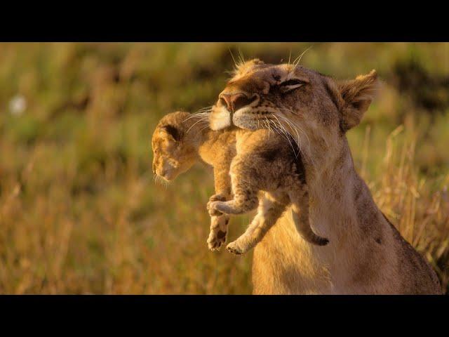 Animals of Africa - HD Documentary - David Attenborough