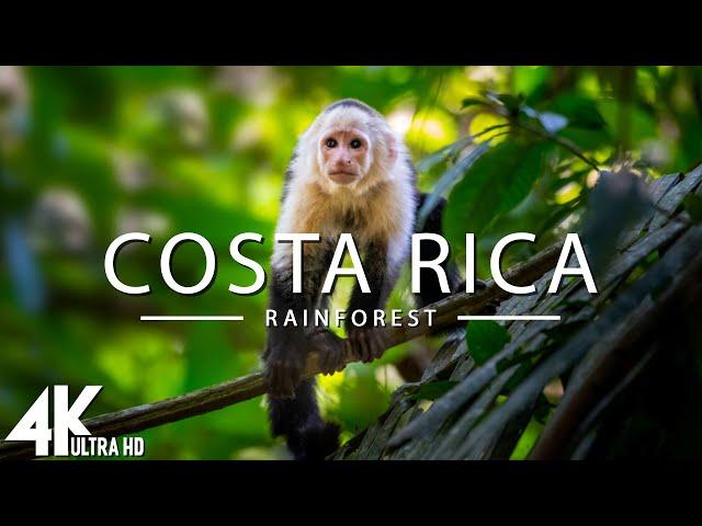 Costa Rica Rainforest 4k - Happiest Country On Earth With Exotic Wildlife | Scenic Relaxation Film