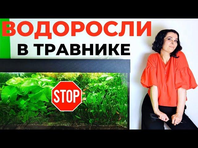 Борьба с водорослями в аквариуме травнике