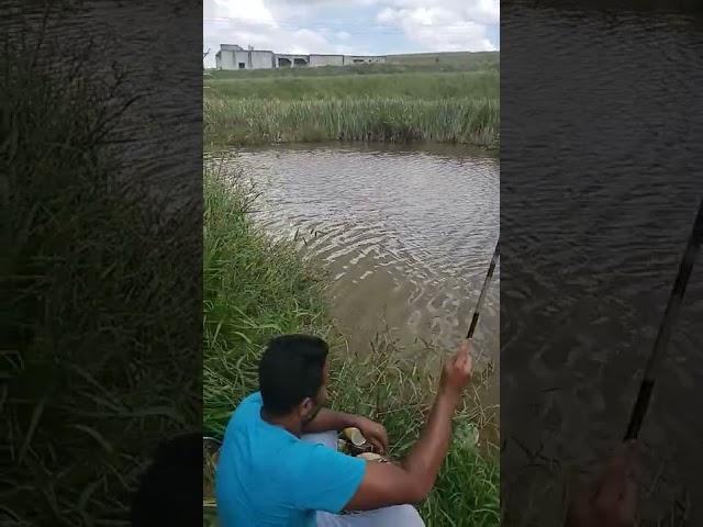 olha o tamanho do jacuda