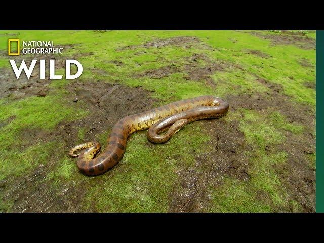 The Anaconda is a Heavyweight of Snakes | Nat Geo Wild