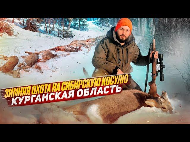 Супер охота на сибирскую косулю в Курганской области @professional_hunting