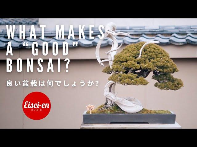 What Makes a 'Good' Bonsai? | Bonsai-U