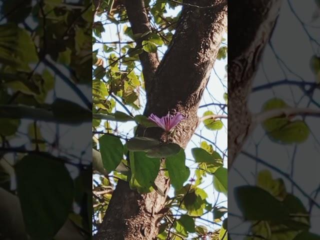 বেগুনি অর্কিড কাঞ্চন/হংকং অর্কিড কাঞ্চন(Hong Kong Orchid Tree, বৈজ্ঞানিক নাম- Bauhinia-Blakeana)