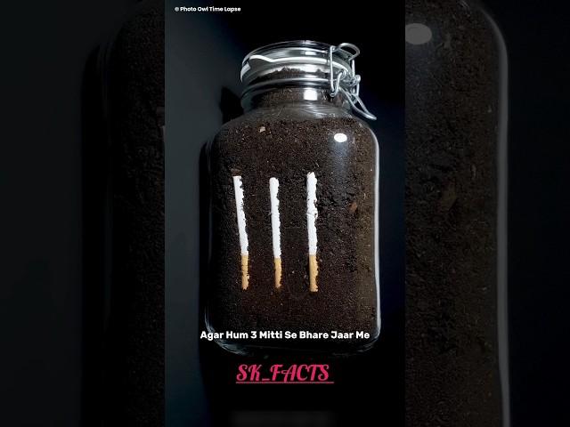 Burying Cigarettes in Soil to Test for Pollution #shorts #viral #trending #facts #science