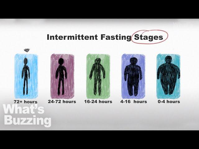 Intermittent Fasting stages: What is actually doing to your body