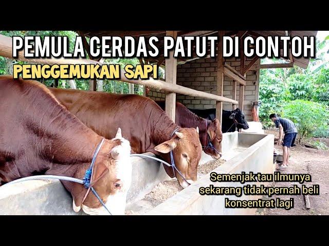 Penggemukan sapi pemula pakan bikin sendiri patut di contoh