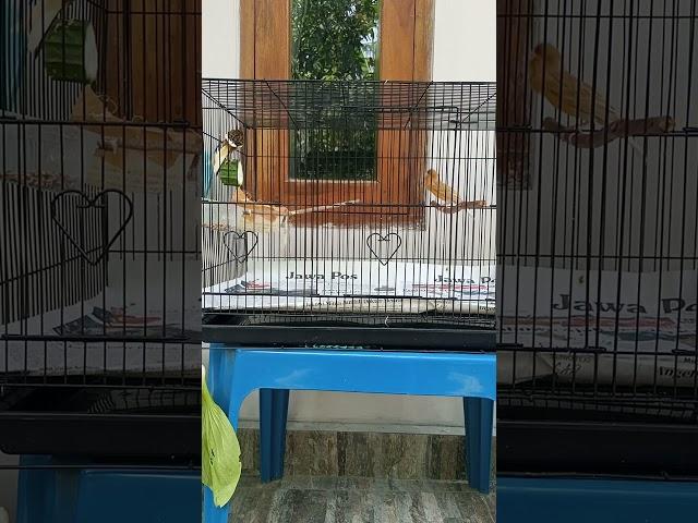 Kenari AF x Kenari F1SF. #pancingankenaribiargacor #kicaumania #burung #birds #canary