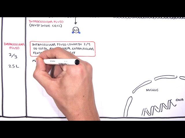 Overview of Fluid and Electrolyte Physiology (Fluid Compartment)