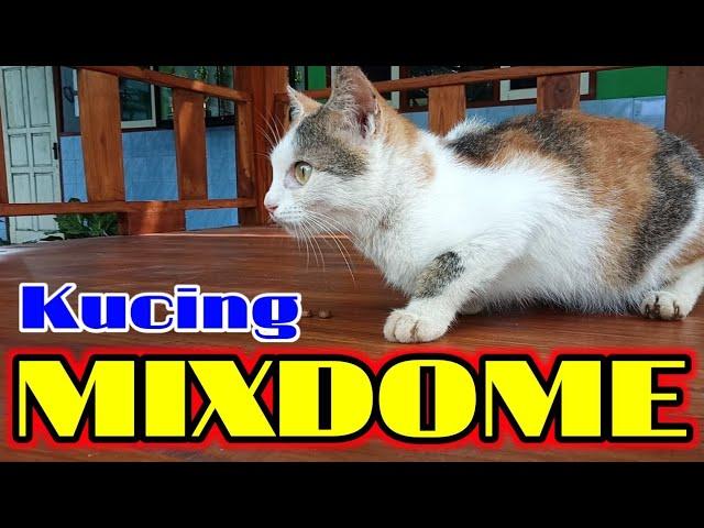 APA ITU KUCING MIXDOMEMENGENALI CIRI KUCING MIXDOME