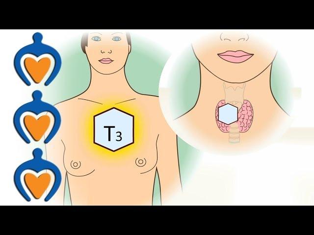 Thyroid gland - What's the function of the thyroid?