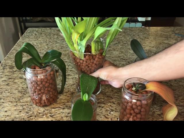 What Have I Done to My Orchids: Semi-Hydroponics