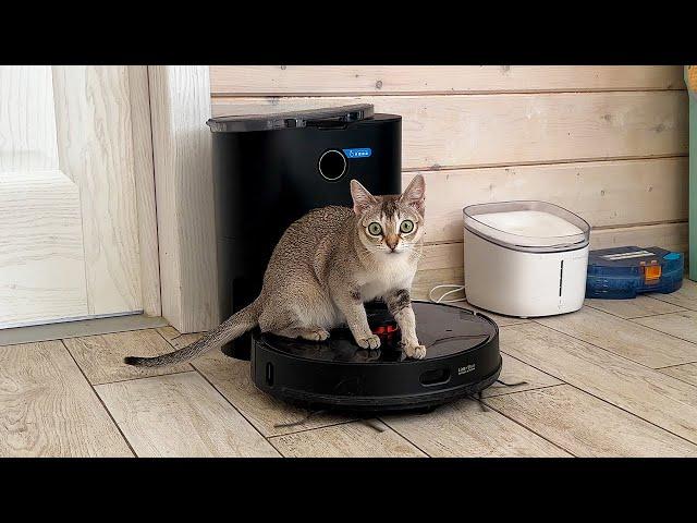 The best cat toy and the best household helper: roidmi robot vacuum cleaner