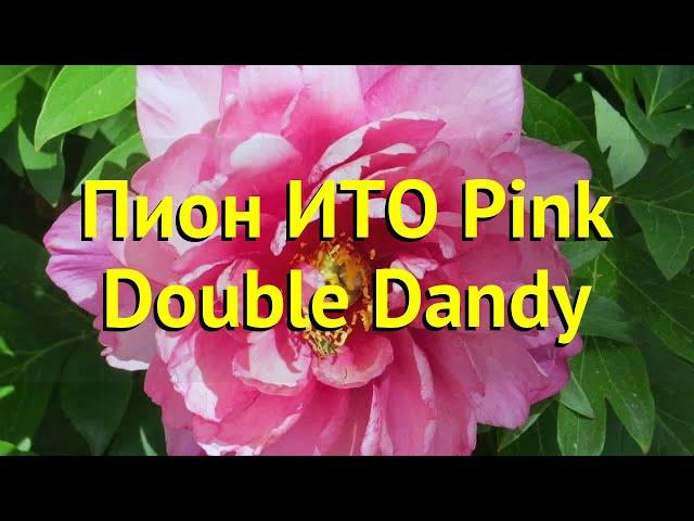 Пион ито Пинк Даубл Денди. Краткий обзор, описание характеристик paeonia itoh Pink Double Dandy