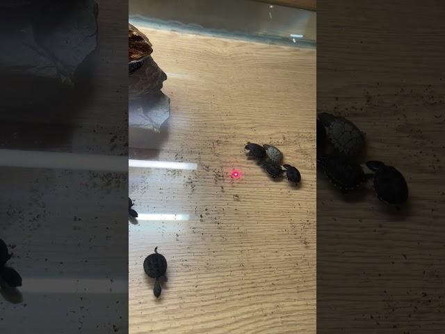 Baby musk turtles at Aqualush playing chase.  #aqualush #reptilush #turtles #musk #freshwater