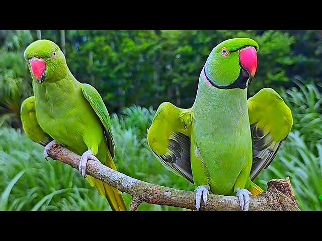 Green Parrot Videos Compilation