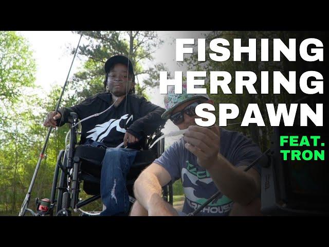 How to Fish the HERRING SPAWN with TRON