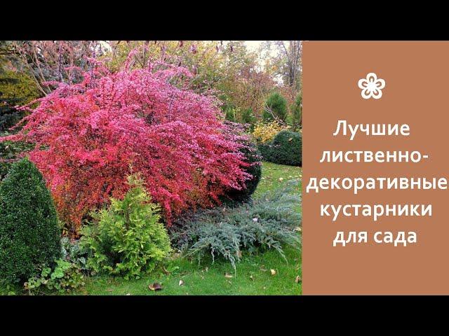  Лучшие лиственно-декоративные кустарники для сада