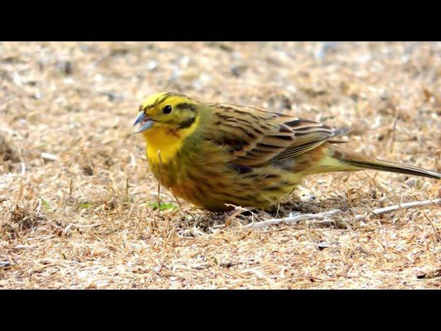 Yodeling Yellowhammer