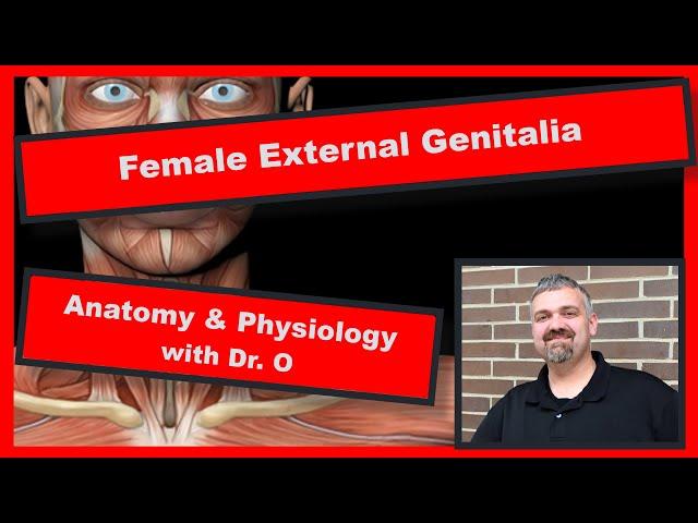 Female External Genitalia:  Anatomy and Physiology