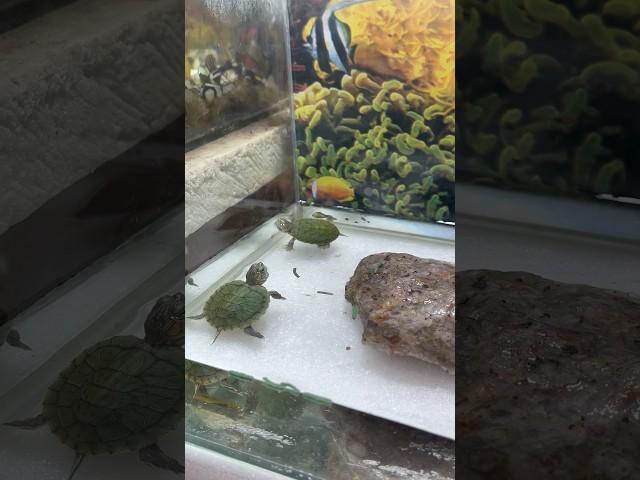 Turtles  k liye food leliya #turtule #redearedsliderturtle #turtule #petsvlog #petfish #mollyfish