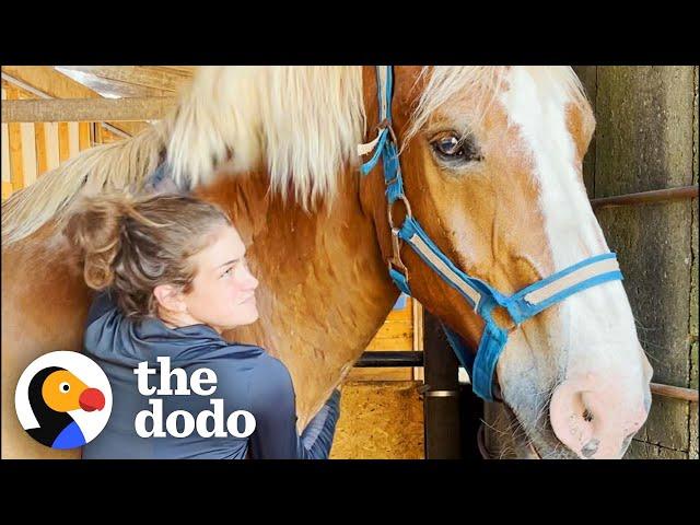 Abandoned Work Horse Has The Happiest Reaction To Getting His Hooves Trimmed | The Dodo Heroes