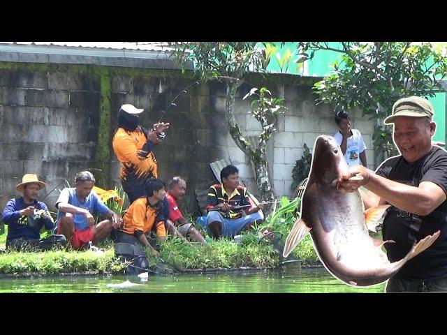 OVERWHELMED!! BABOON GURAME FISHING, BABOON PATIN, BABOON CATFISH, CURVED REEL SCREAMING RODS