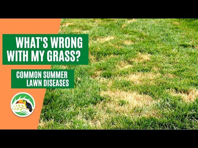 Common Summer Lawn Diseases