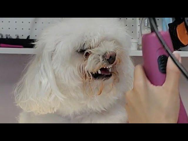 Toy Poodle gets angry at his groomer