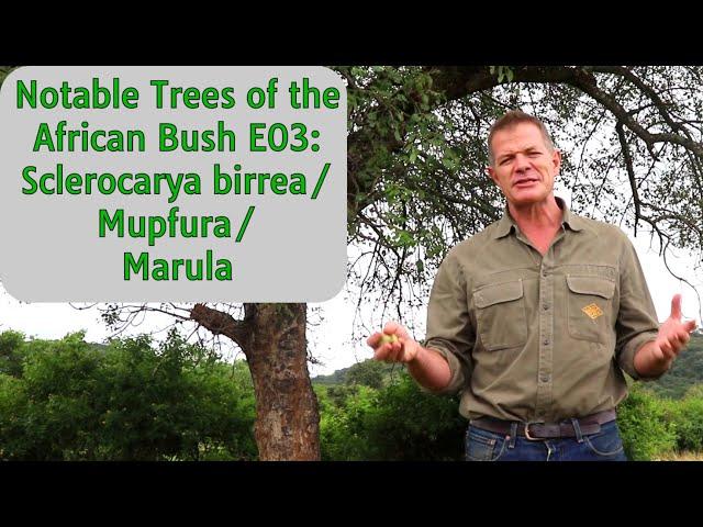 Notable Trees of the African Bush E03: Sclerocarya birrea/Mupfura/Marula