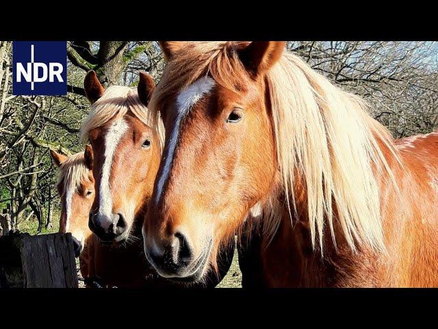 Pferde: Heiße Liebe zu Kaltblütern | Die Nordreportage | NDR Doku