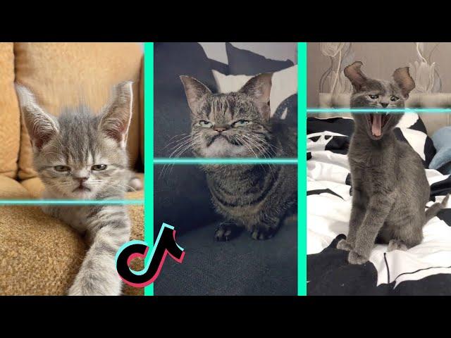 Time Warp Scan tiktok cat compilation (filter tiktok)