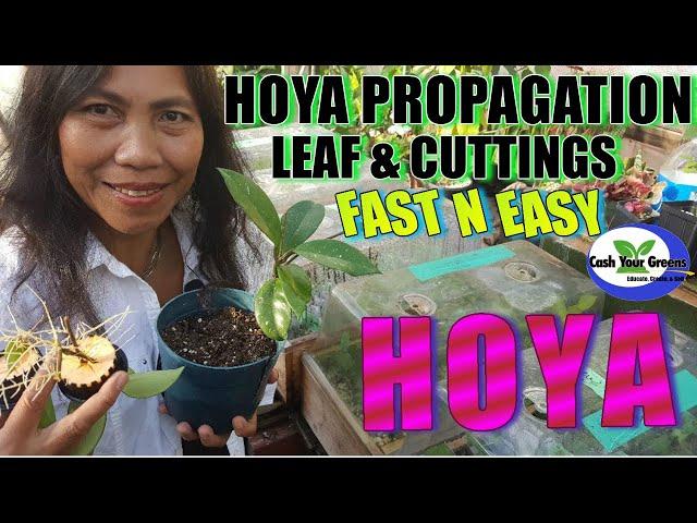 PROPAGATING HOYA PLANTS FROM LEAF AND CUTTINGS / Fast and easy method.