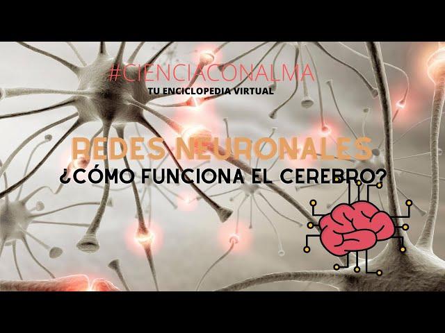 REDES NEURONALES ¿CÓMO FUNCIONA EL CEREBRO?