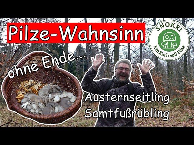 Pilze Wahnsinn - Austernseitling und Samtfußrübling ohne Ende - Snokri total begeistert