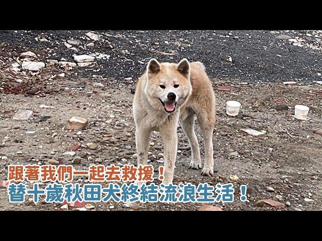 跟著我們一起去救援！替十歲秋田犬終結流浪生活！｜頻道會員一起救援計畫