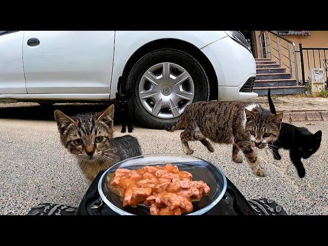 FEEDING STREET CATS WITH RC CAR