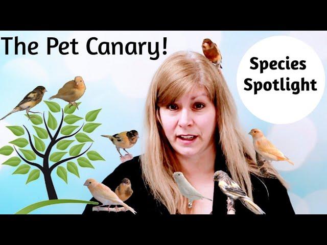 Canaries as Pets: Species Spotlight