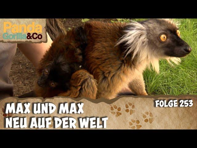 Was ist besser als ein Tierbaby? Zwei Tierbabies! | Panda, Gorilla & Co.