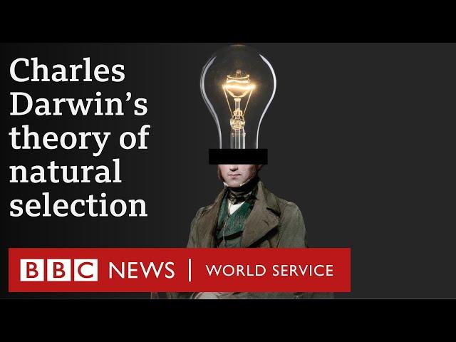 What is Charles Darwin’s theory of evolution? - BBC World Service