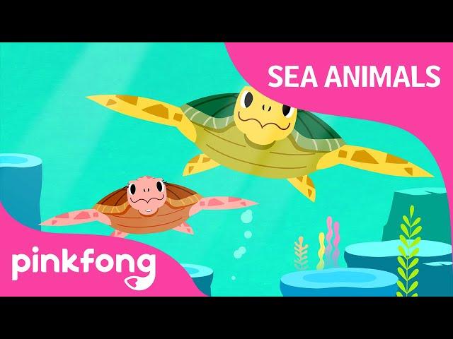 Tooty Ta Sea Turtle | Sea Animals Songs | Pinkfong Songs for Children