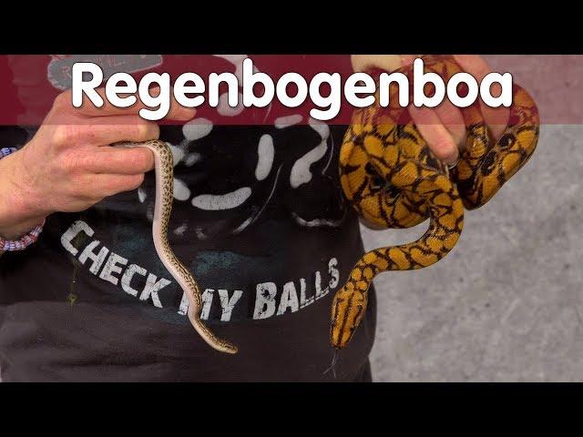 Reptil TV - Praxis - Regenbogenboa