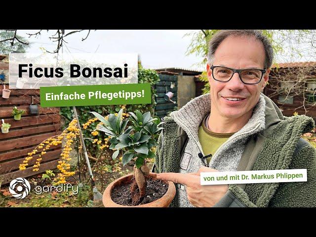 Indoor Bonsai -  Ficus Ginseng richtig pflegen! | gardify Tipps