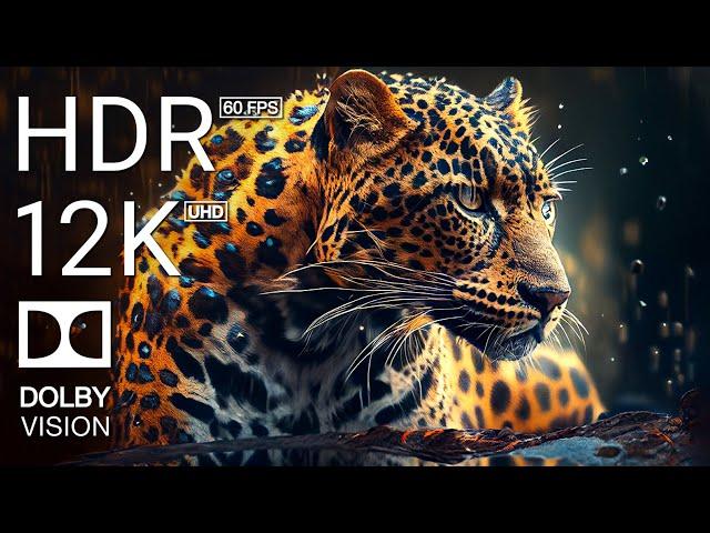 12K HDR 60FPS DOLBY VISION - ANIMALS COLORFUL - TRUE CINEMATIC