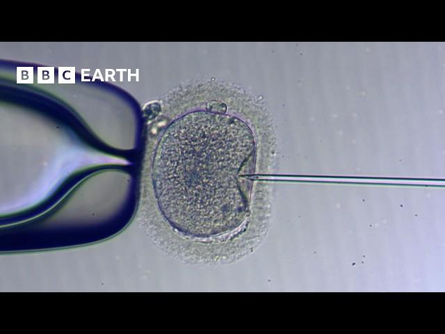 How IVF Works | The Story of Fertility | BBC Earth Science