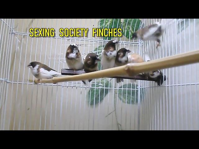 How To Sex Society Finches